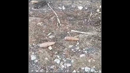 Зима без снега