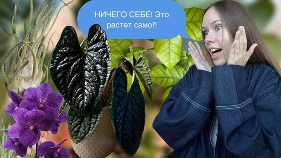 5 Редких Растений, которые ведут себя лучше, чем популярные — Видео от Александра Вайс | Р...