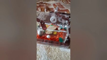матка муровье