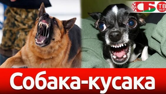 Что делать с агрессивной собакой — Видео от Беларусь Сегодня