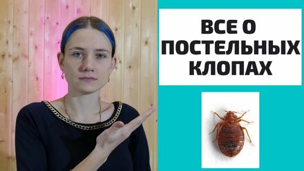 Все о постельных клопах