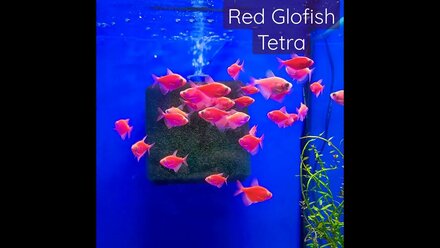 Терееция Глофиш Красная (Red Glofish Tetra)