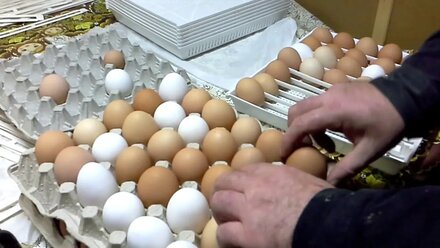 Выведение цыплят. Часть-2 ( размер яйца для закладки в инкубатор).