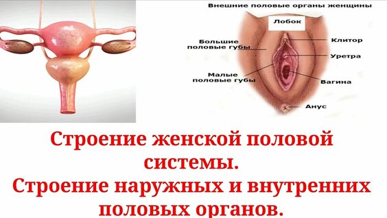 Анатомия женщины - справочная информация