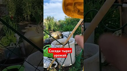 Внучка соседки тырит малину