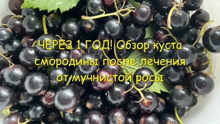 ПОЛЕЗНАЯ СМОРОДИНА 💙 Уход, выращивание и качественное лечение куста от мучнистой росы 🐍💣