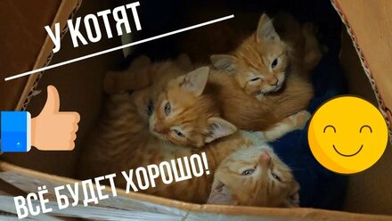 Три рыжих котёнка. Всё будет хорошо!