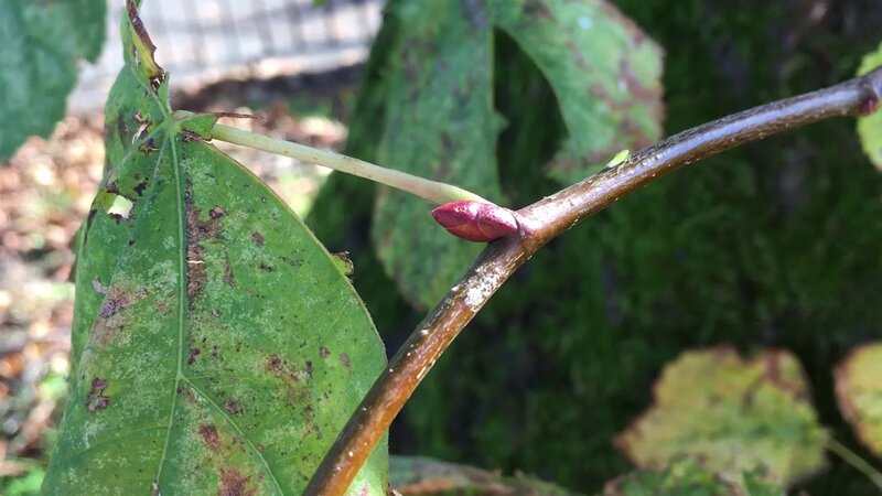 Common lime - leafhopper insect on Axillary bud - November 2018 ...