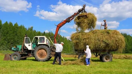 Лето в сельской местности Русского Севера. Заготовка сена в деревне вдали от цивилизации.Россия 2024...