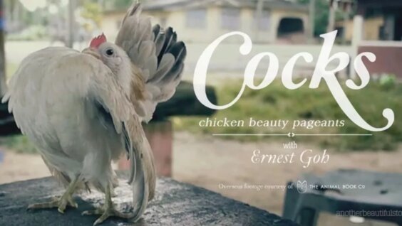 Ernest Goh Cocks Chicken Beauty Pageants In Pen And Feather Daftsex Hd 