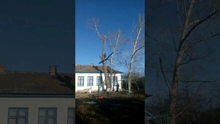 Удаление тополя 70 см / poplar removal 70 cm