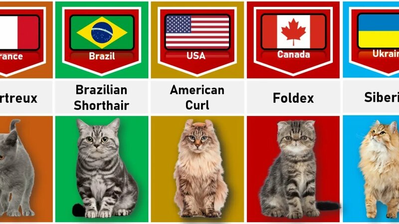 Cat From Different Countries | Top Cat Breeds | Different Types of Cat ...