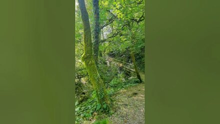 Тропинка в горах #СвароговВидео #МояРоссия #Путешествия #Сочи #nature #Russia #Водопады #Waterfalls