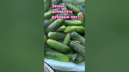 Real pickles 🥒 Зачем добавлять лист дуба 🌳 #дача #garden #еда #огород #хозяйство #огурцы