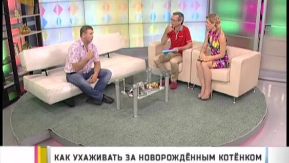 Как ухаживать за новорожденным котенком — Видео от Ingemar Stenmark