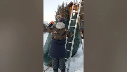 укрываем хвойные от ранневесеннего солнца