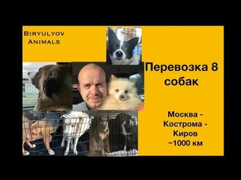 Перевозки животных: Москва - Киров. 8 собак из Беларусии.