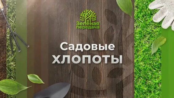 Растения - индикаторы для кислых почв — Видео от "Зеленая передача" | ОТВ