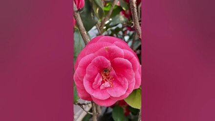 Bee collecting pollen / пчела собирает пыльцу #shortvideo #shorts #video #bee #камелия #цветы #пчела