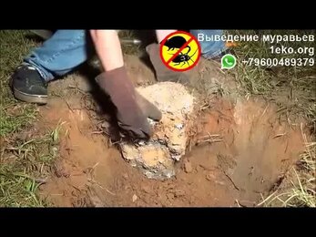 Внутреннее строение муравейника
