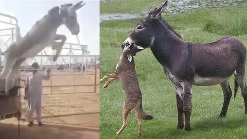 Mushukdagi turli xil narsalar (fotosuratlar)