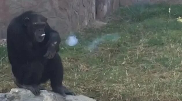 Outrage Over Chimpanzee Smoking a Pack of Cigarettes a Day at Zoo ...