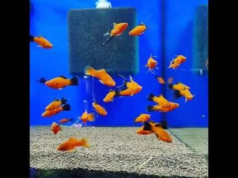 🔖Меченосец Вильчатый (Hi fin lyretail swordtails)