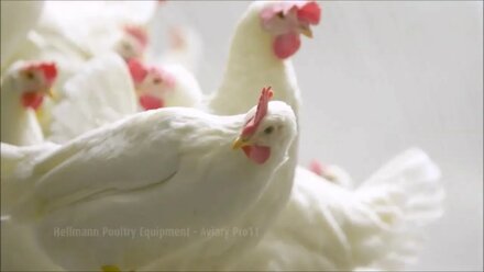 Aviary Pro 11