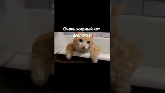 Котик застрял в трубе