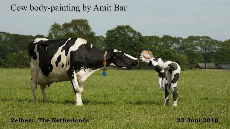 Art video: Cow Body-painting by Amit Bar. EDSA content. - Смотреть ...