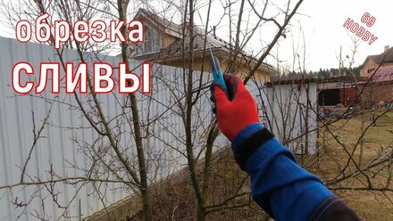 Обрезка сливы! Что убираем?