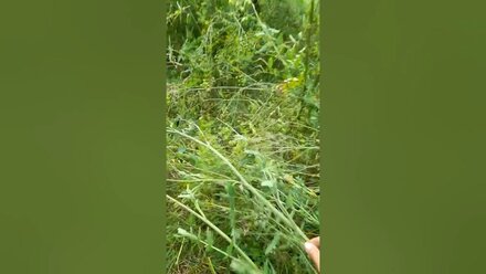 Правильное садоводство.