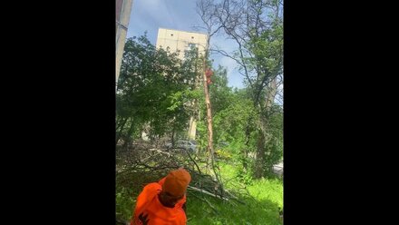 Спил аварийного дерева частями в черте города