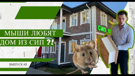 Мыши любят дом из СИП ?! | Выпуск #3