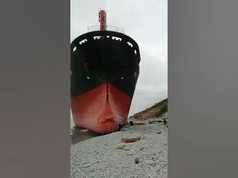 Обнаружен мёртвый дельфин красно-черного цвета в селе Кабардинка