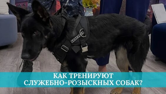 Как тренируют служебно-розыскных собак? — Видео от Новое утро