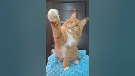 Megacoon Kubik