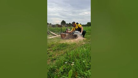 заготовка груши. #ms661 #stihl #столярка #слэб #груша #деревенскаяжизнь