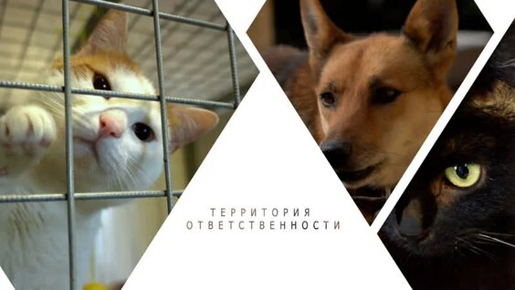 Домашняя передержка животных — Видео от СМ | Великий Устюг