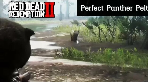 Where To Find A Panther - Red Dead Redemption 2 Perfect Pelt Location ...