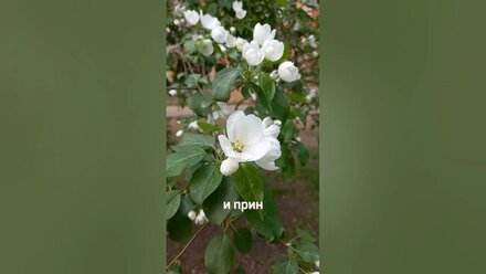 Молитва Берта Хеллингера "На заре жизни" (папе)