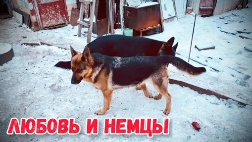 Немецкая Овчарка Радж. Вязка. 4K