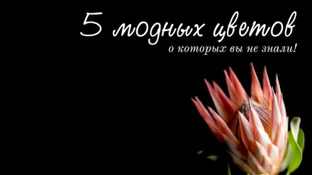 ИНТЕРЕСНО О ЦВЕТАХ: 5 необычных цветов, о которых вы не знали!