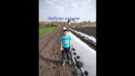 Поэтапное выращивание бахчевых в средней полосе России — Видео от арбузы. красные.желтые. татарс…