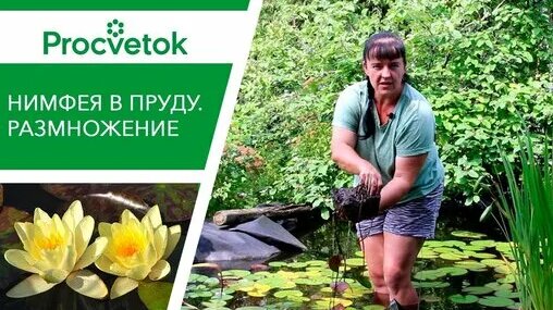 Когда менять воду в пруду. НИМФЕЯ посадка, уход, размножение — Видео от Процветок