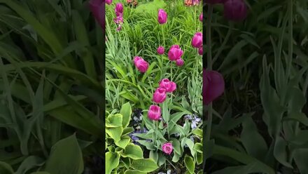 Прощеное Воскресенье #стихи