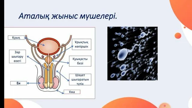 Тори Блэк бұл бірінші адам порносында елеулі трахаеттік әрекетті алады