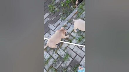 щенки американского булли и бигли. 8-927-277-24-37 питомник Стелла Фиделис #puppy, #собаки, #щенок,