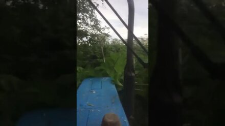 Борьба с борщевиком