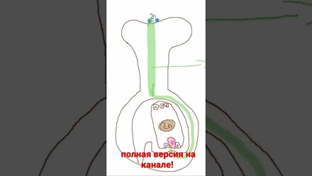 Двойное оплодотворение покрытосеменных
